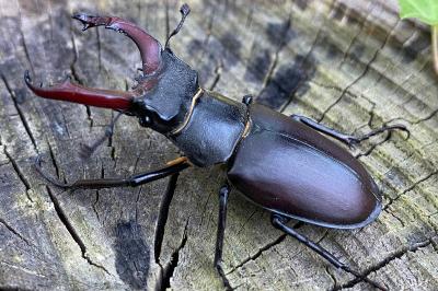 <i>Lucanus cervus</i>
