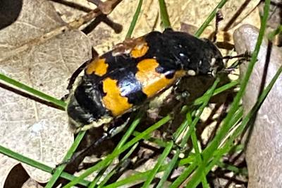 <i>Nicrophorus vespillo</i>