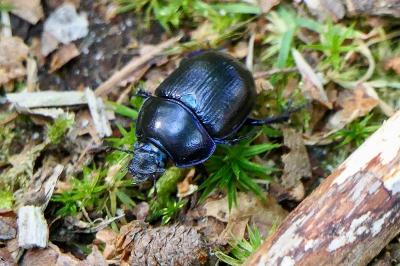 <i>Anoplotrupes stercorosus</i>