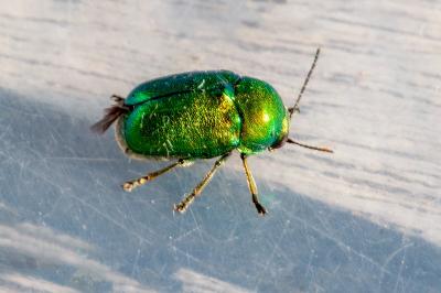 <i>Cryptocephalus</i>