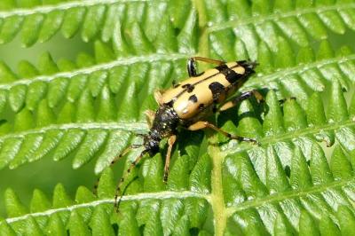 <i>Rutpela maculata</i>