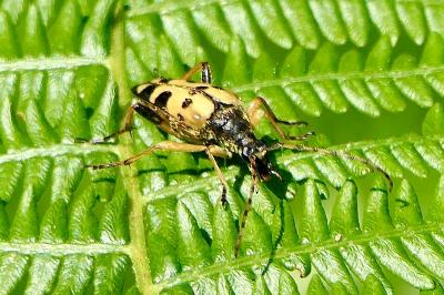 <i>Rutpela maculata</i>