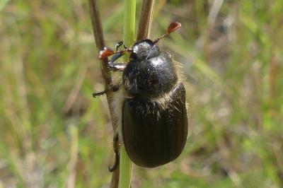 <i>Amphimallon atrum</i>