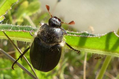 <i>Amphimallon atrum</i>
