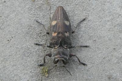 <i>Chrysobothris</i>