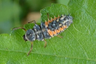 <i>Harmonia axyridis</i>