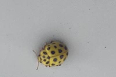 <i>Psyllobora vigintiduopunctata</i>