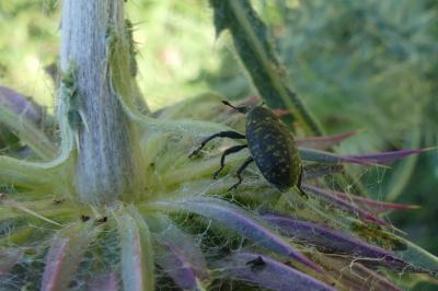 <i>Larinus turbinatus</i>