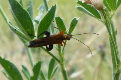 <i>Oedemera podagrariae</i>