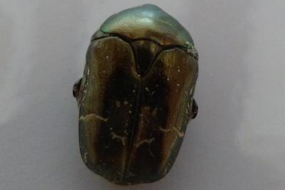 <i>Cetonia aurata</i>