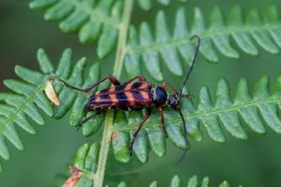 <i>Leptura aurulenta</i>