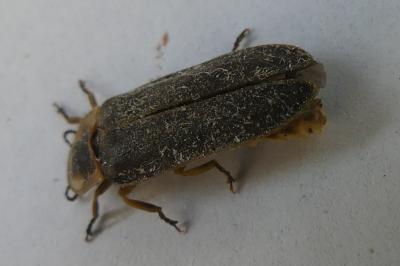 <i>Lampyris</i>