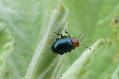 <i>Podagrica fuscipes</i>