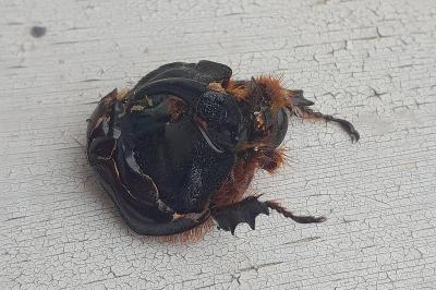 <i>Oryctes nasicornis</i>