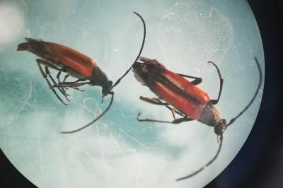 <i>Stenurella melanura</i>