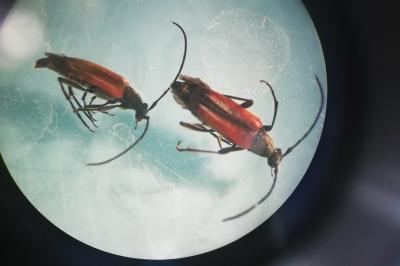 <i>Stenurella melanura</i>