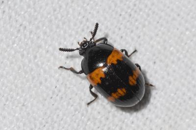 <i>Diaperis boleti</i>