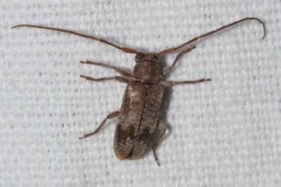 <i>Exocentrus adspersus</i>