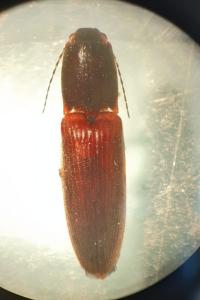 <i>Athous haemorrhoidalis</i>
