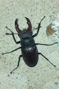 <i>Lucanus cervus</i>