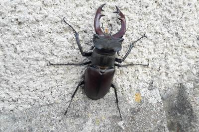<i>Lucanus cervus</i>