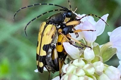 <i>Rutpela maculata</i>
