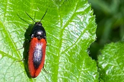 <i>Ampedus sanguineus</i>