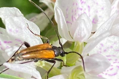 <i>Stenurella</i>