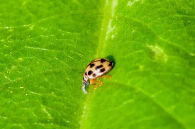 <i>Propylea quatuordecimpunctata</i>
