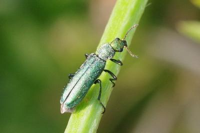 <i>Psilothrix viridicoerulea</i>