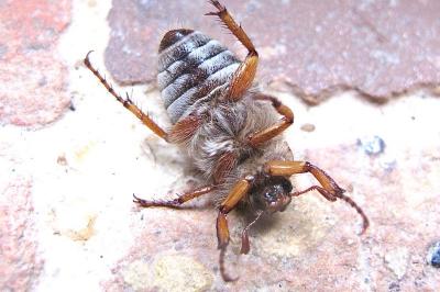 <i>Amphimallon</i>
