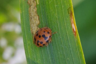 <i>Subcoccinella vigintiquatuorpunctata</i>