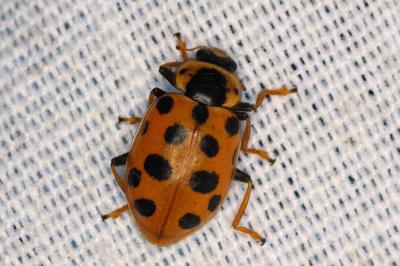 <i>Hippodamia tredecimpunctata</i>
