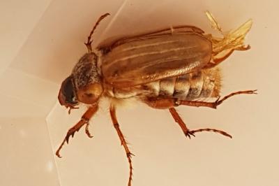 <i>Amphimallon solstitiale</i>