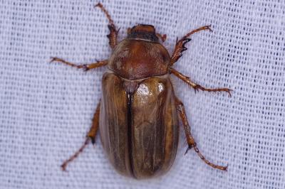 <i>Amphimallon</i>