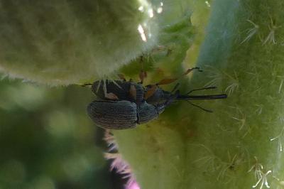 <i>Rhopalapion longirostre</i>