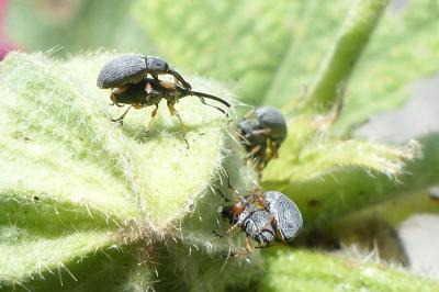 <i>Rhopalapion longirostre</i>