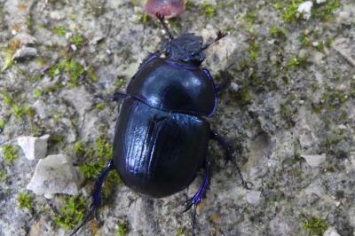 <i>Anoplotrupes stercorosus</i>