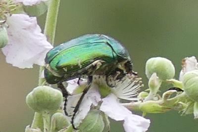 <i>Cetonia aurata</i>
