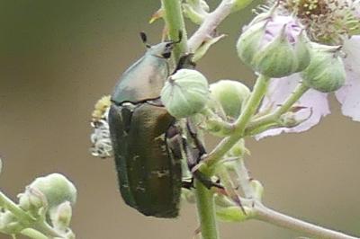 <i>Potosia</i>