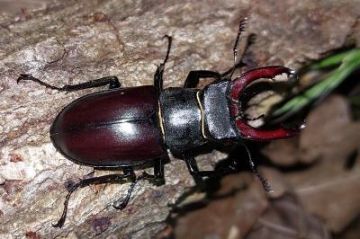 <i>Lucanus cervus</i>