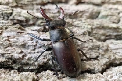 <i>Lucanus cervus</i>