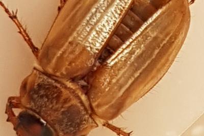 <i>Amphimallon solstitiale</i>