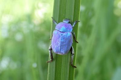 <i>Hoplia coerulea</i>