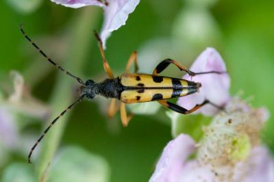 <i>Rutpela maculata</i>