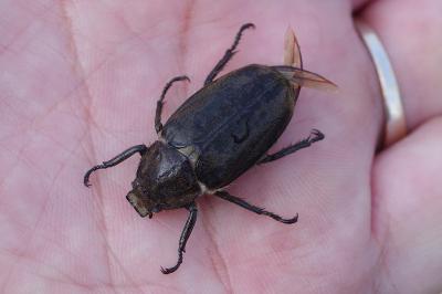 <i>Anoxia villosa</i>