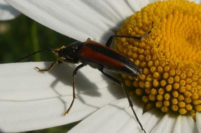 <i>Stenurella melanura</i>