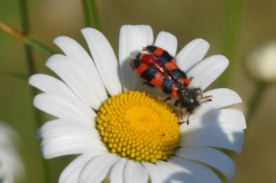 <i>Trichodes alvearius</i>