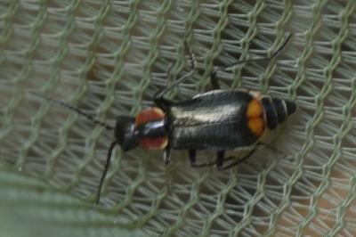 <i>Axinotarsus pulicarius</i>