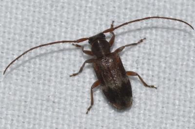 <i>Exocentrus lusitanus</i>